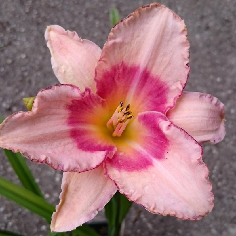 Hemerocallis Strawberry Fields For Ever - Emerocallide (Fioritura)