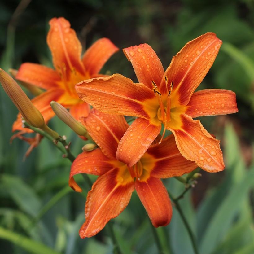 Hemerocallis fulva - Giglio di San Giuseppe (Flowering)