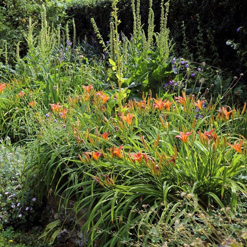 Hemerocallis fulva - Giglio di San Giuseppe (Plant habit)