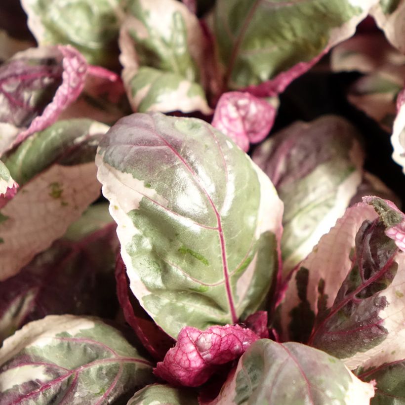 Hemigraphis Snow White (Fogliame)