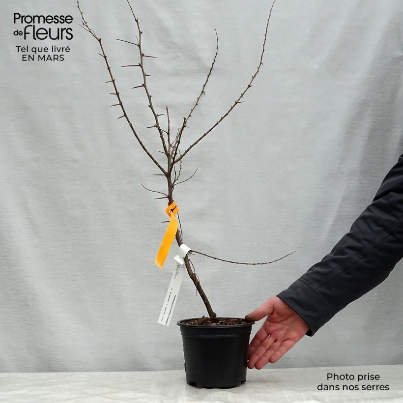 Hemiptelea davidii Vaso da 2L/3L esemplare consegnato in primavera