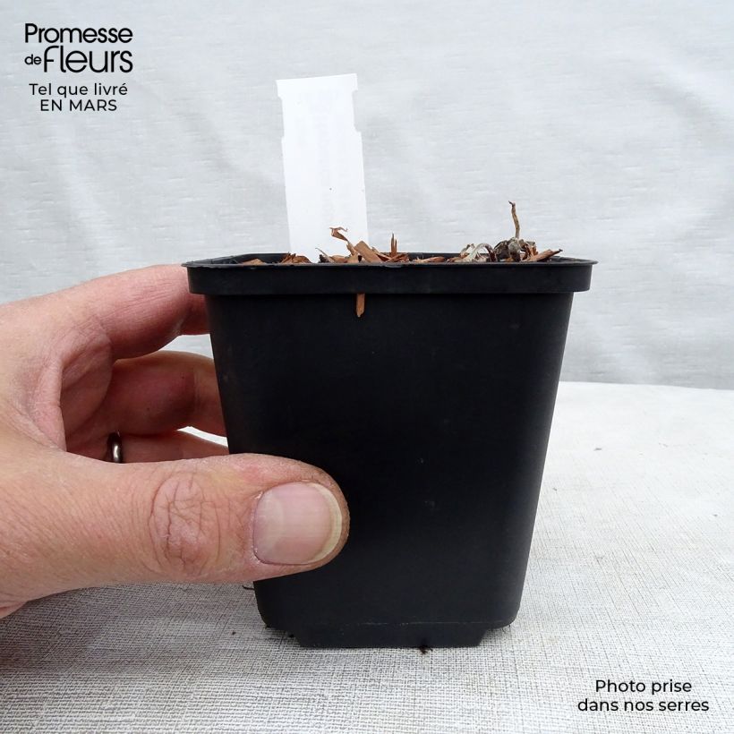 Example of Hepatica nobilis - Erba trinità Vasetto da 8/9 cm as you get in printemps