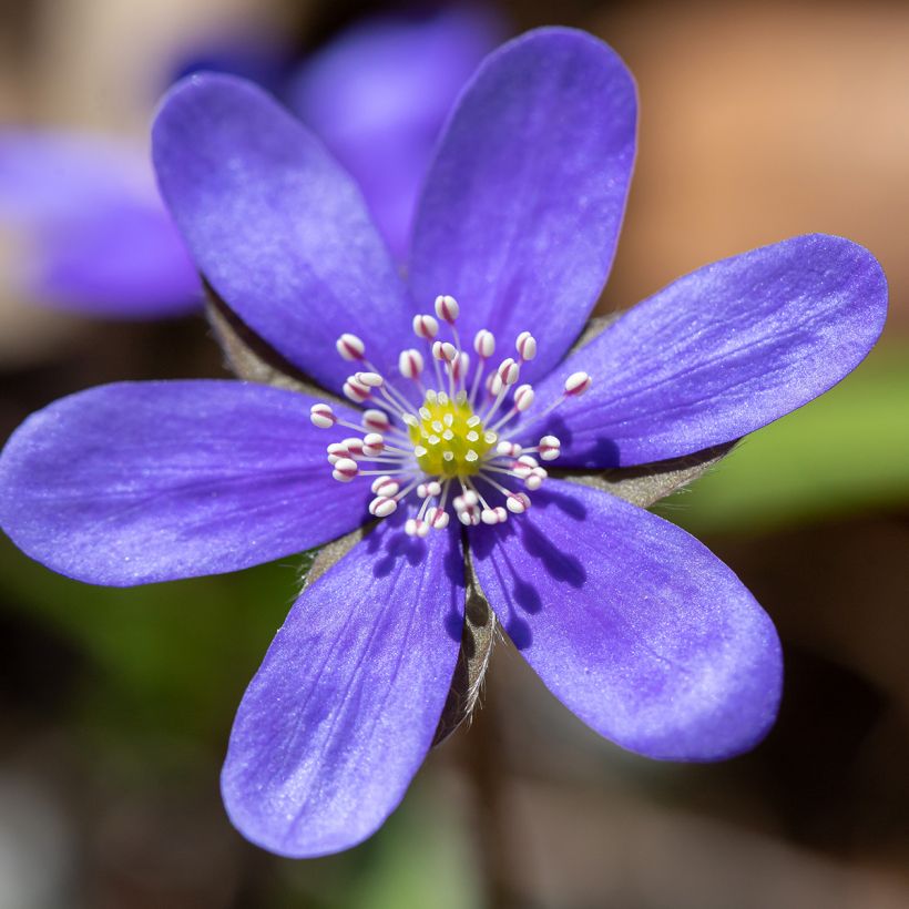 Hepatica nobilis - Erba trinità (Flowering)