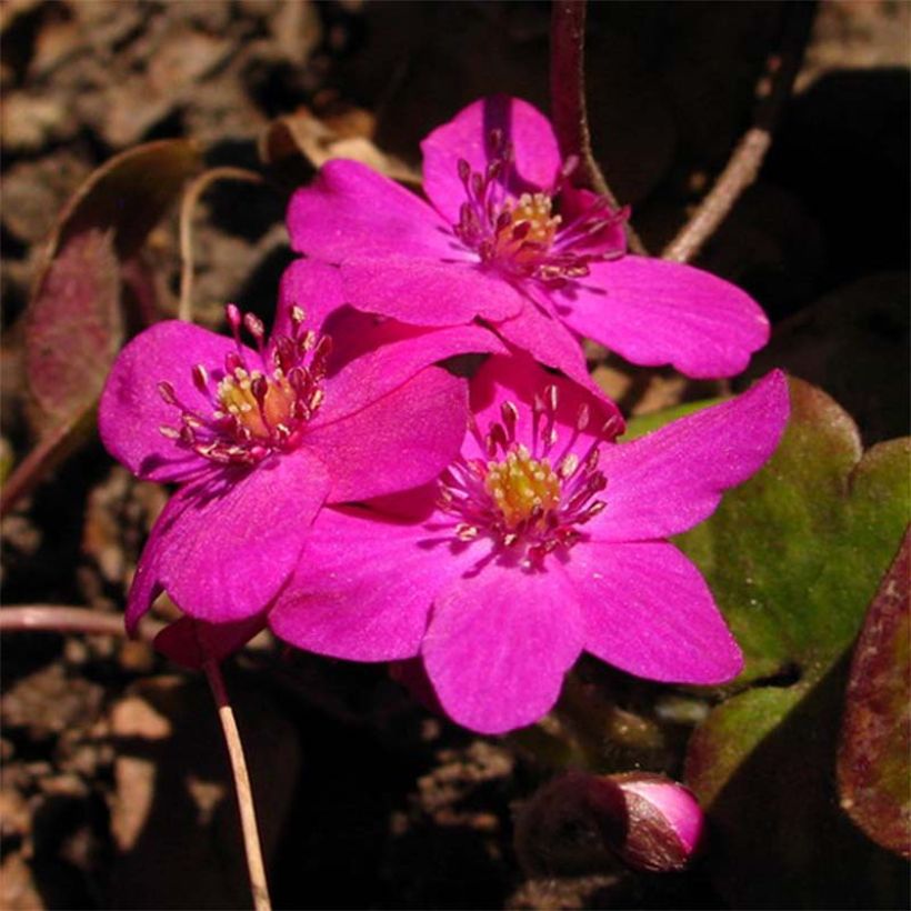 Hepatica nobilis Red Forest - Erba trinità (Flowering)
