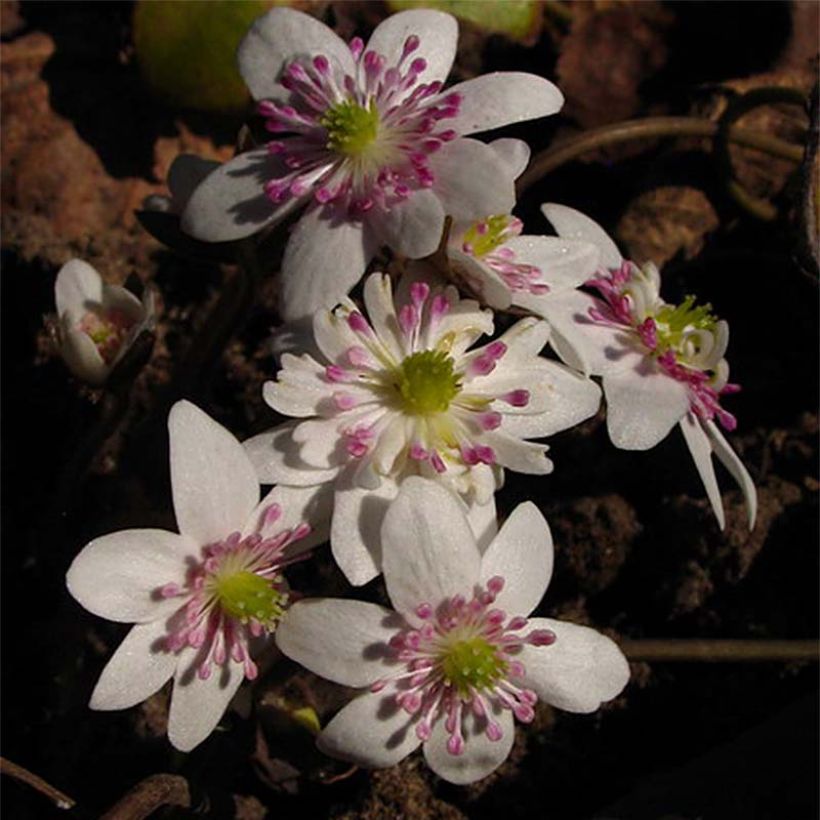Hepatica nobilis White Forest - Erba trinità (Flowering)