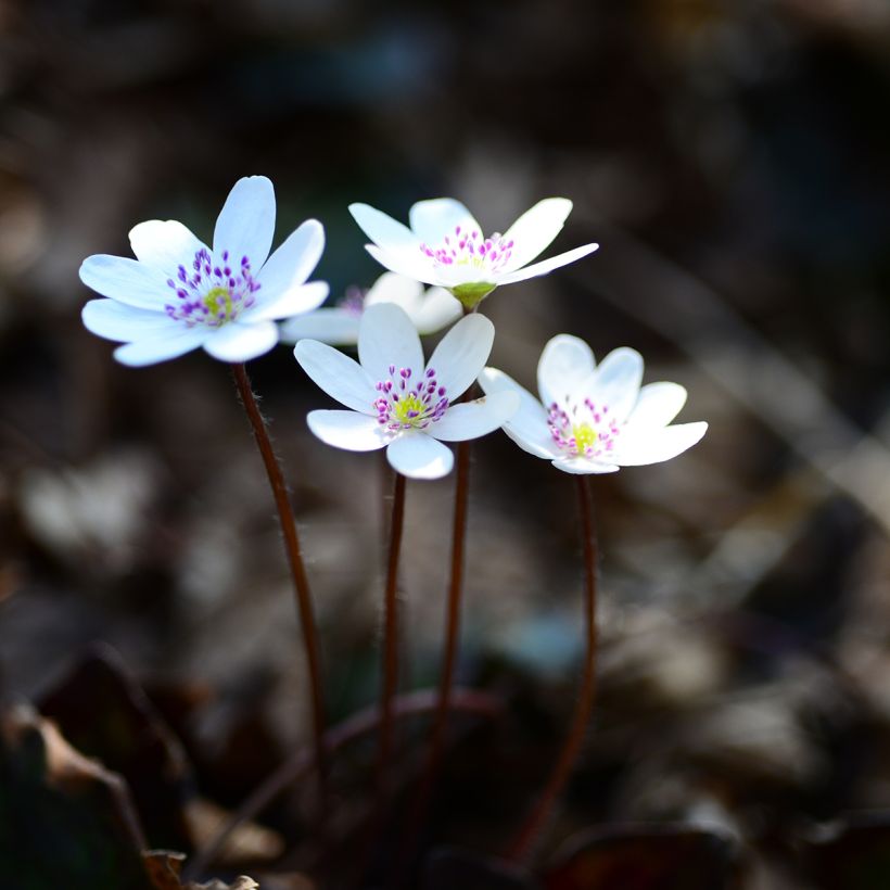 Hepatica nobilis White Forest - Erba trinità (Plant habit)