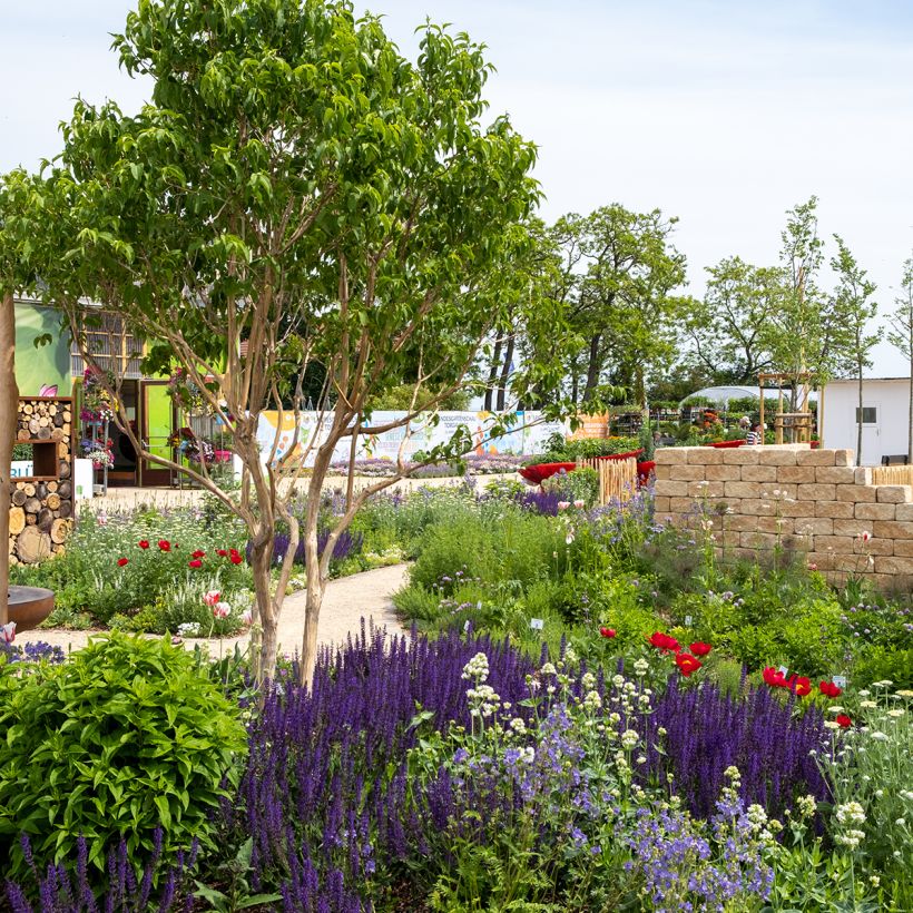 Heptacodium miconioides Temple of Bloom (Plant habit)