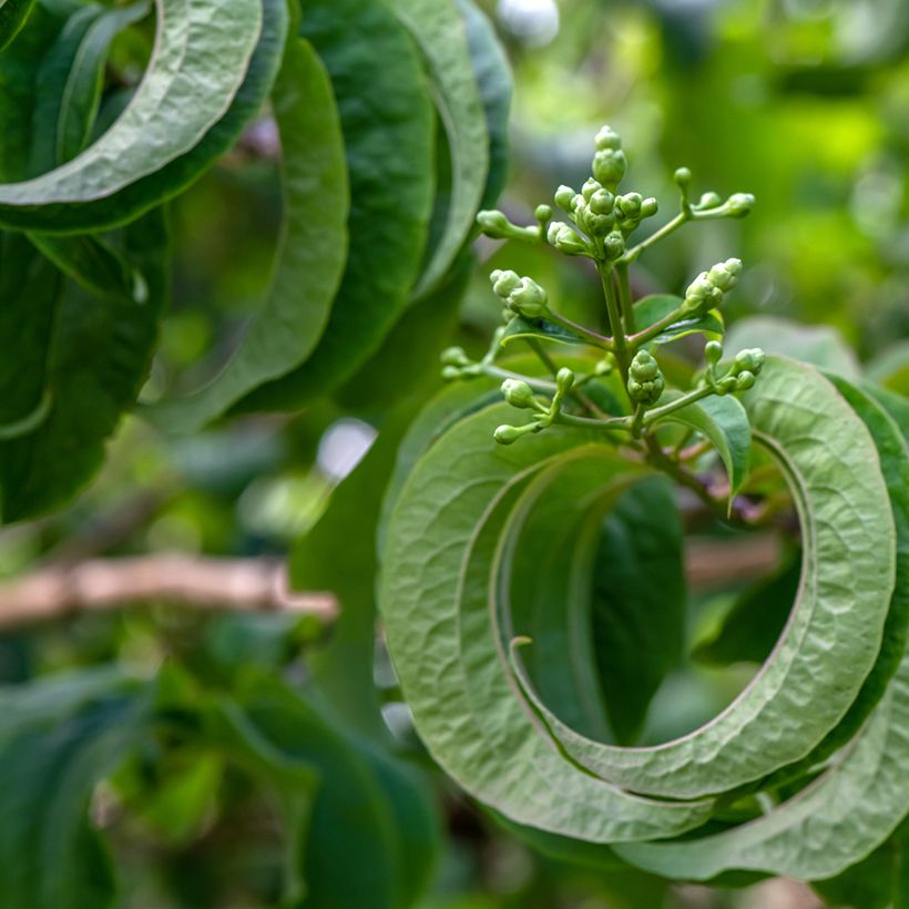 Heptacodium miconioides Temple of Bloom (Foliage)
