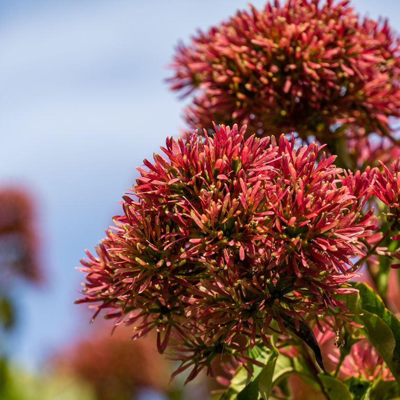 Heptacodium miconioides Temple of Bloom (Flowering)