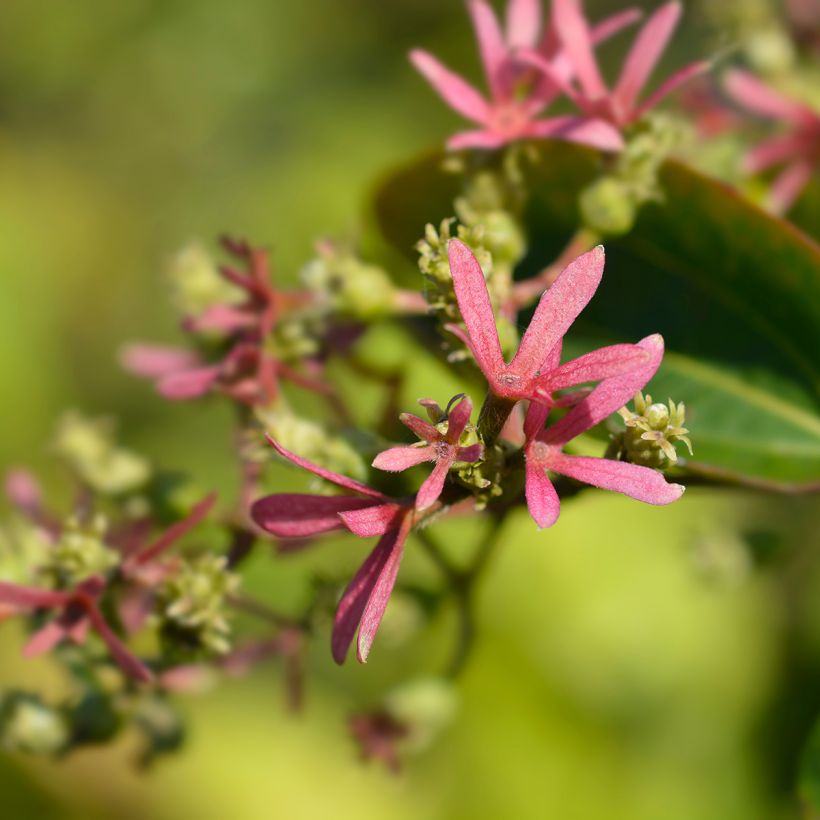 Heptacodium miconioides Tianshan (Flowering)