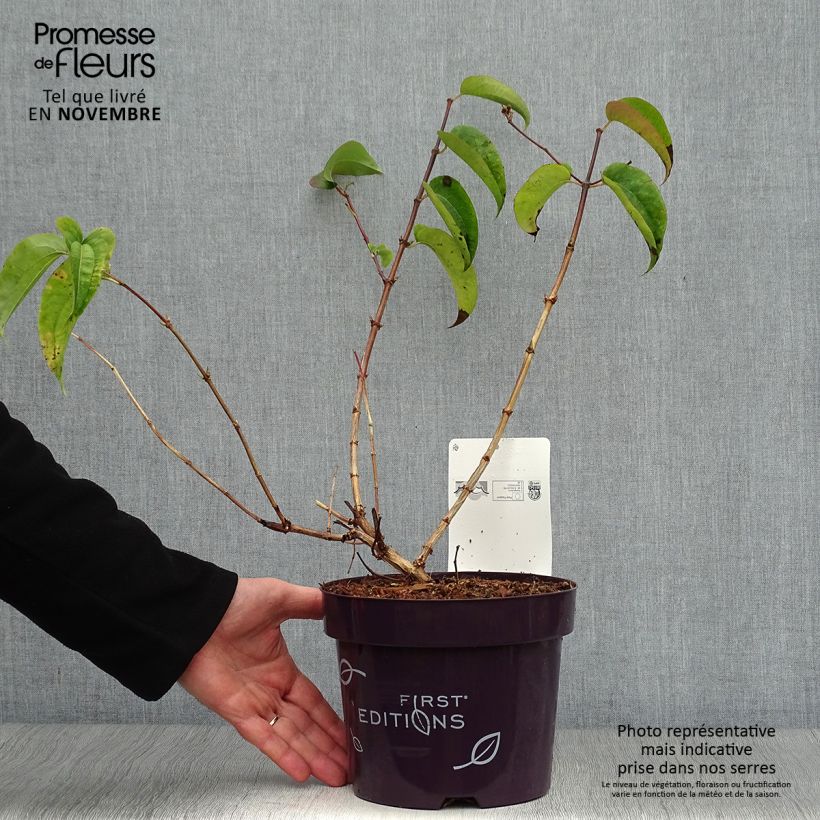 Esemplare di Heptacodium miconioides Tianshan Vaso da 3L/4L come consegnato in autunno