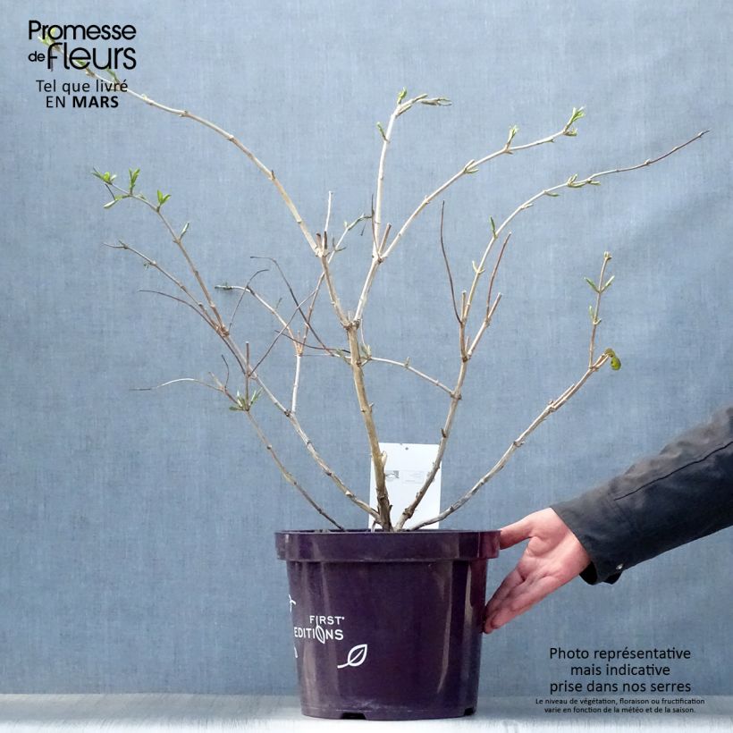 Example of Heptacodium miconioides Tianshan Vaso da 7,5L/10L as you get in printemps