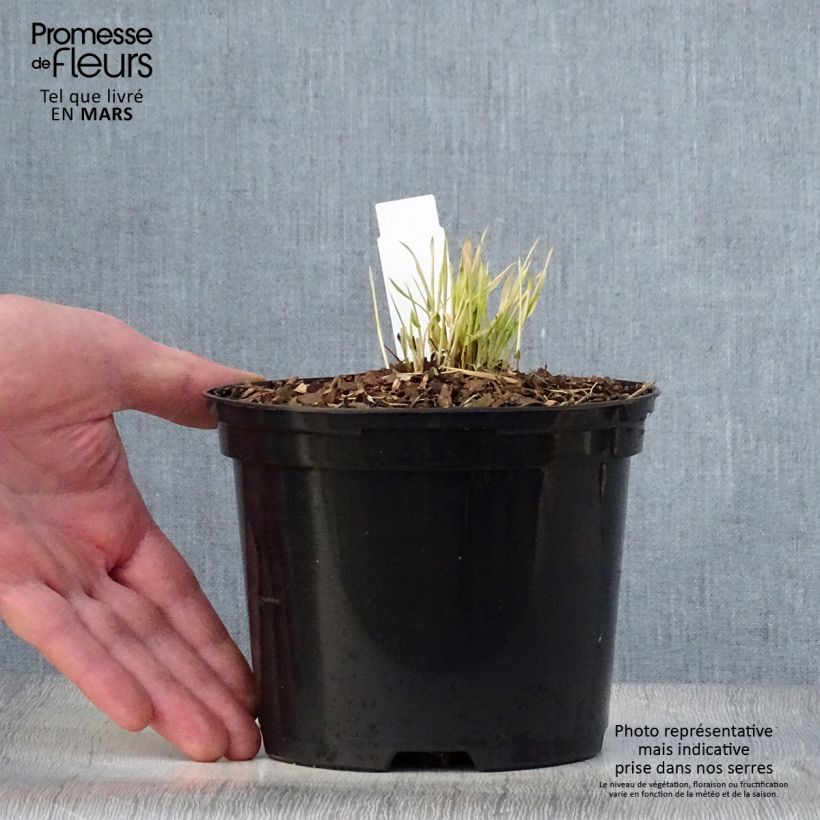 Example of Hakonechloa macra Naomi - Erba della foresta giapponese Vaso da 2L/3L as you get in printemps