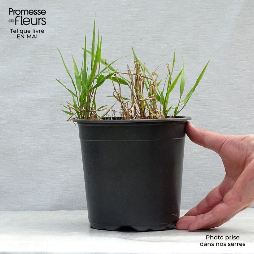 Hakonechloa macra - Erba della foresta giapponese Vaso da 2L/3L esemplare consegnato in primavera