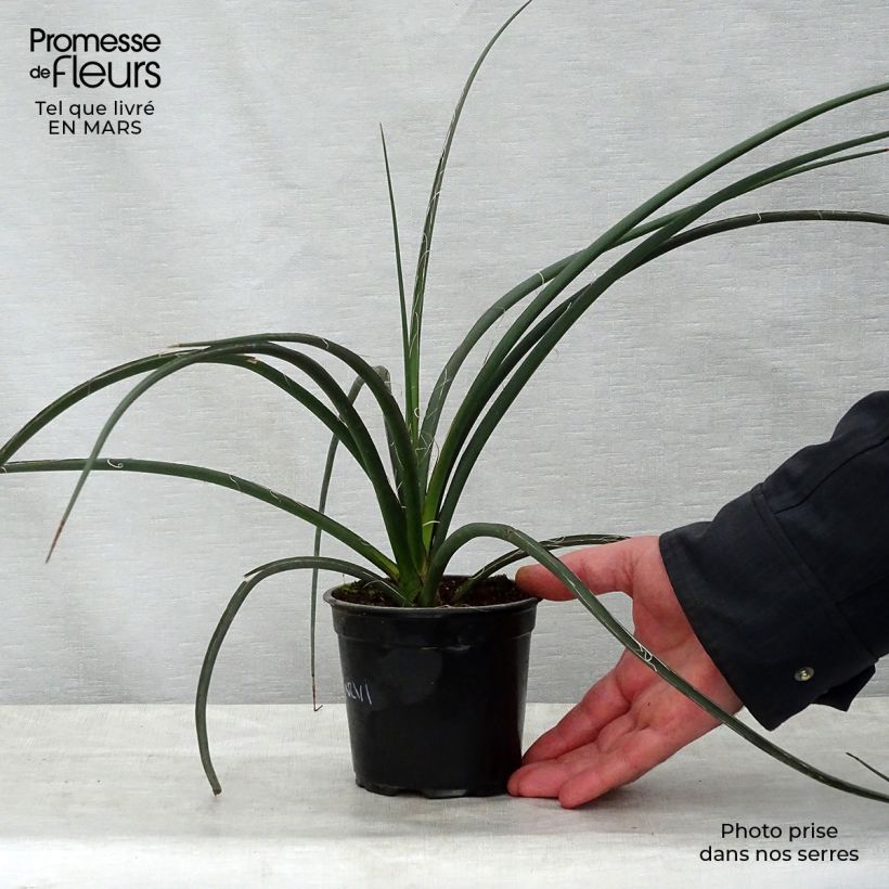 Hesperaloe parviflora - Yucca rossa Vaso da 7,5L/10L esemplare consegnato in primavera