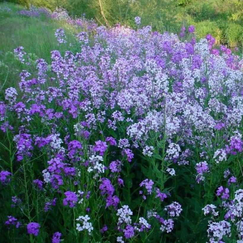Hesperis matronalis - Violaciocca antoniana (Plant habit)