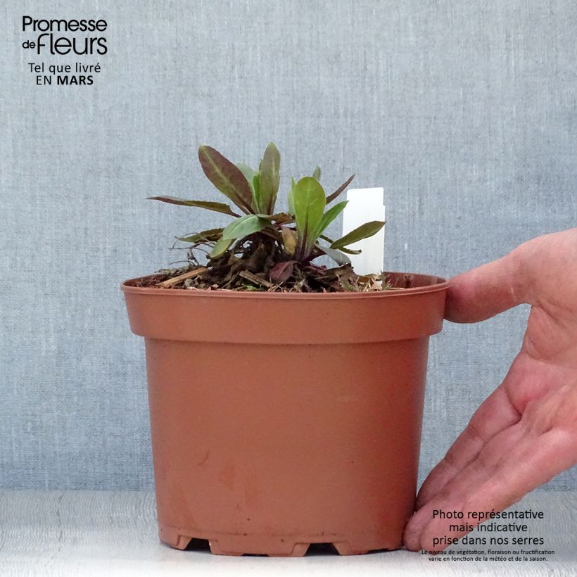 Hesperis matronalis Alba - Violaciocca antoniana bianca Vaso da 2L/3L esemplare consegnato in primavera