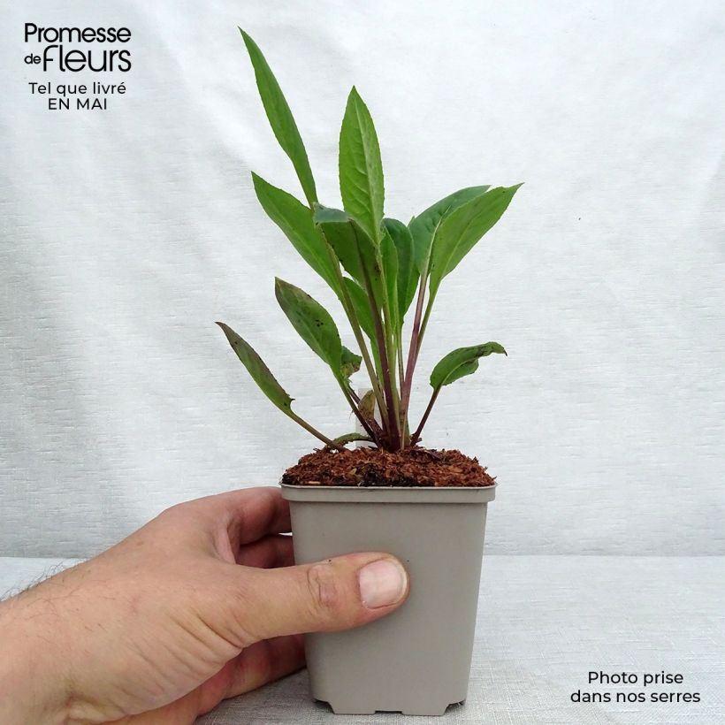 Hesperis matronalis Alba - Violaciocca antoniana bianca Vasetto da 8/9 cm esemplare consegnato in primavera