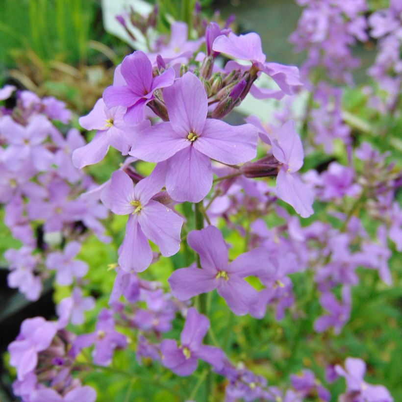 Hesperis matronalis - Violaciocca antoniana (Flowering)