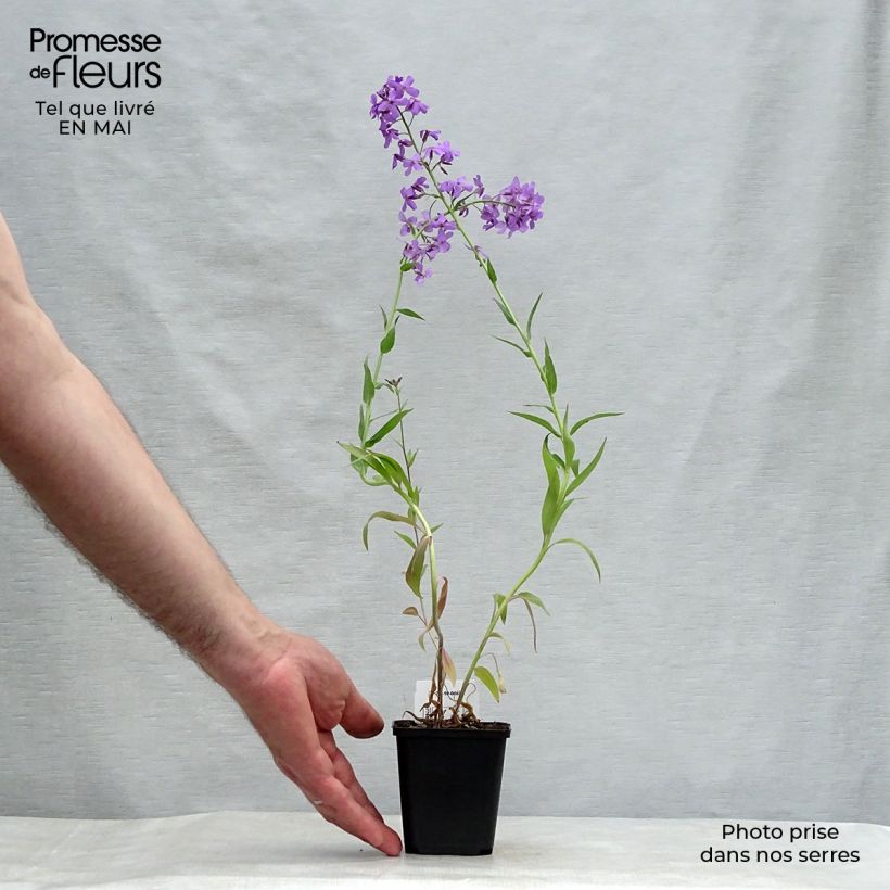 Example of Hesperis matronalis - Violaciocca antoniana Vasetto da 8/9 cm as you get in printemps