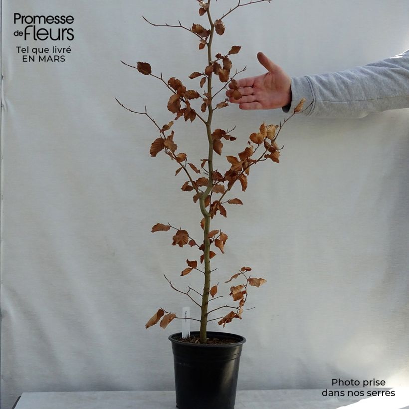 Example of Fagus sylvatica - Faggio Vaso da 2L/3L as you get in printemps