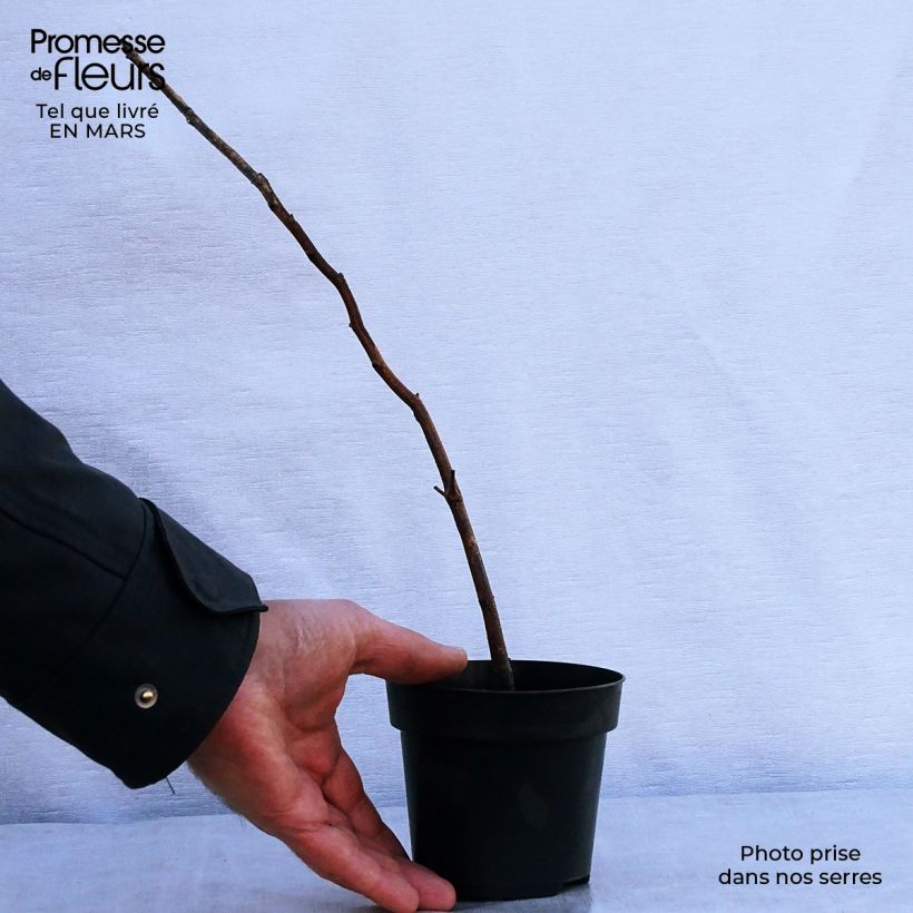 Example of Fagus sylvatica - Faggio Vasetto da 8/9 cm as you get in printemps