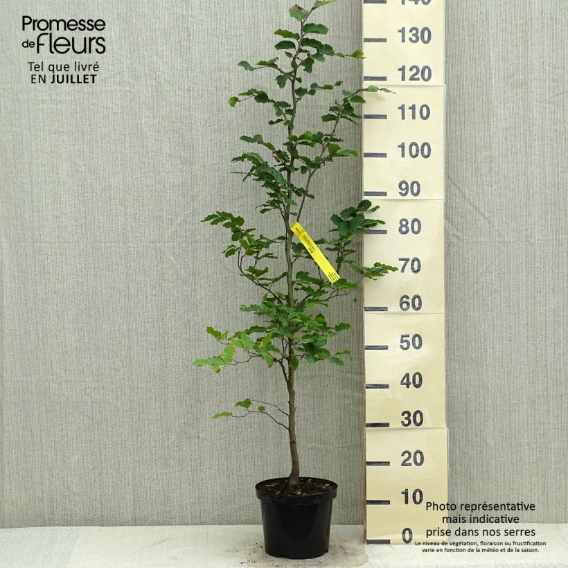 Esemplare di Fagus sylvatica - Faggio Vaso da 2L/3L consegnato in estate