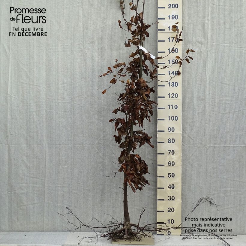 Example of Fagus sylvatica - Faggio Piante piccole a radice nuda as you get in hiver