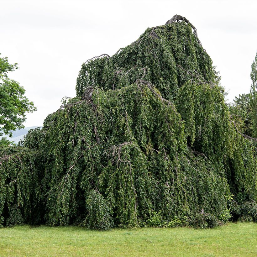 Fagus sylvatica Pendula - Faggio (Porto)