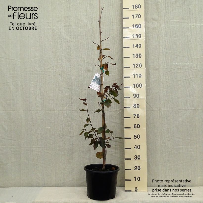 Esemplare di Fagus sylvatica Riversii - Faggio ramato Vaso da 12L/15L, Astone alto come consegnato in autunno