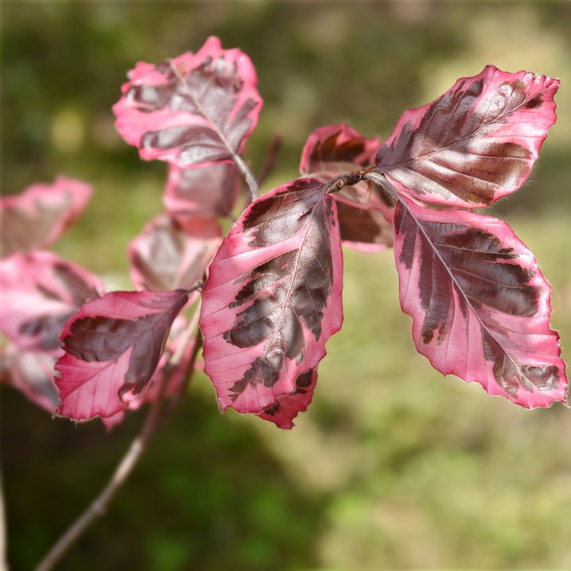 Fagus sylvatica Purpurea Tricolor - Faggio tricolore (Fogliame)
