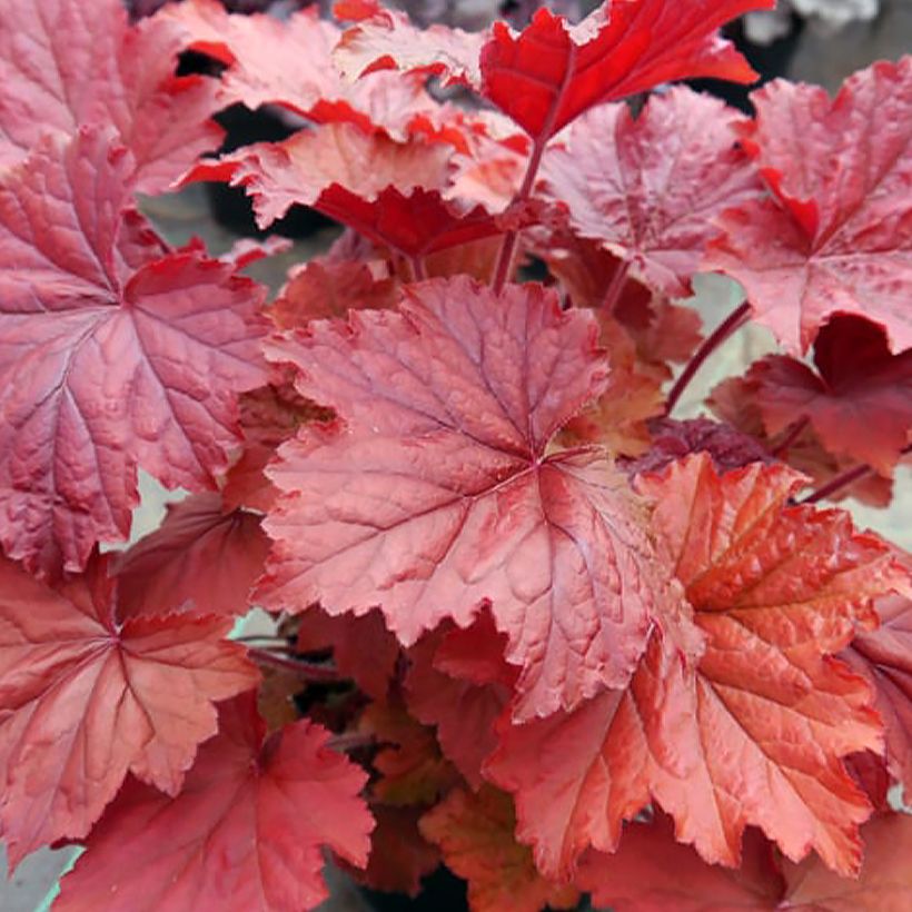 Heuchera Bloody Dinosaur (Fogliame)
