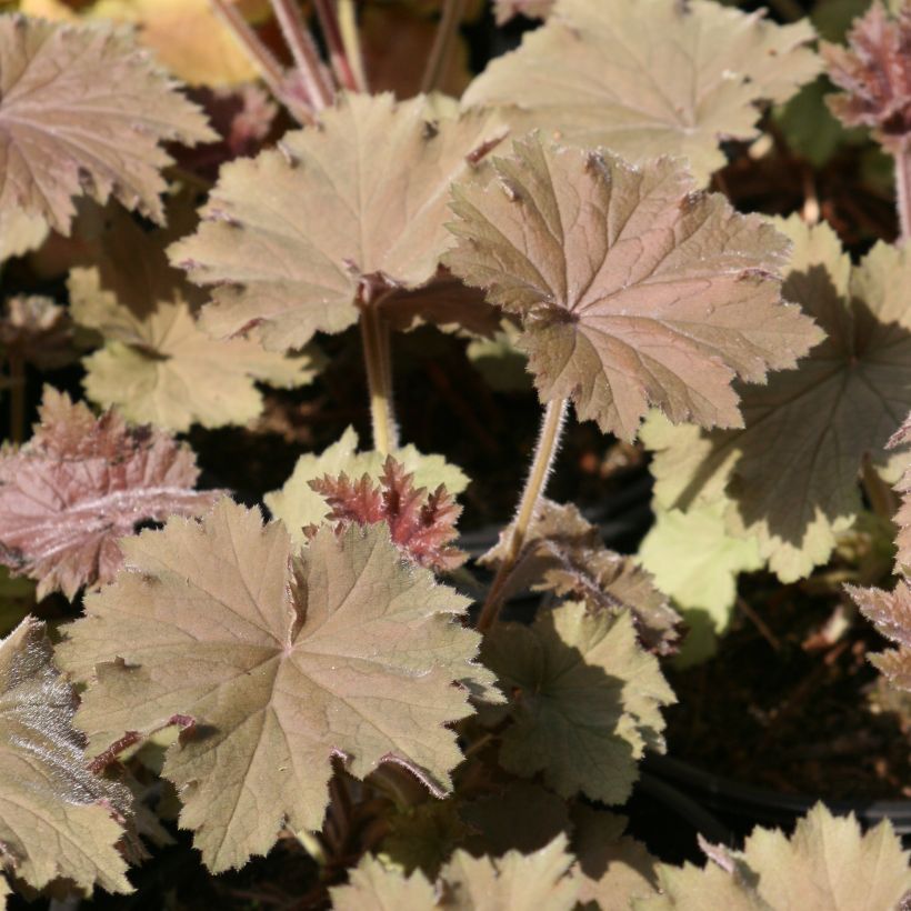 Heuchera villosa Bronze Beauty (Fogliame)