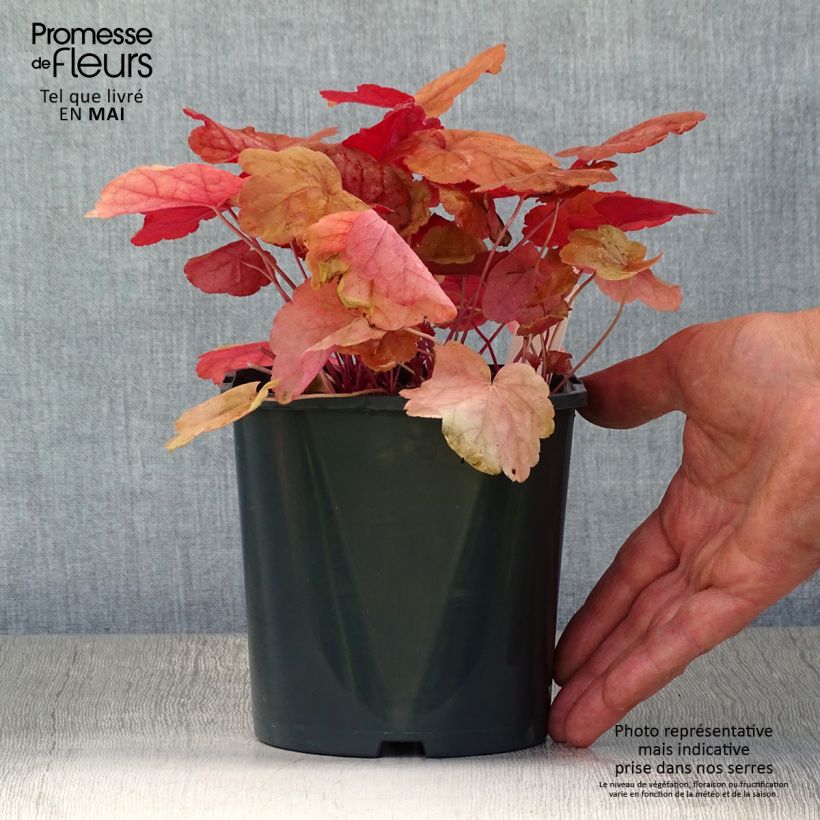 Heuchera Caribbean Sea Vaso da 2L/3L esemplare consegnato in primavera