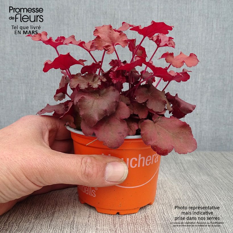 Example of Heuchera Coral Sea Vasetto da 8/9 cm as you get in printemps