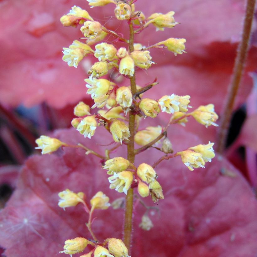 Heuchera Little Cutie Blondie (Fioritura)