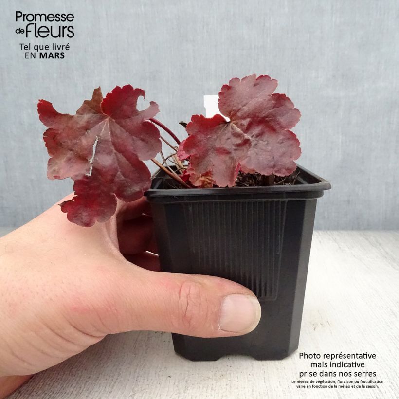 Heuchera Little Cutie Blondie Vasetto da 8/9 cm esemplare consegnato in primavera