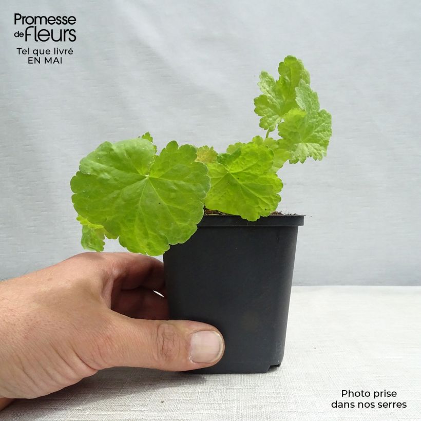Example of Heuchera Little Cuties Sweet Tart Vasetto da 8/9 cm as you get in printemps