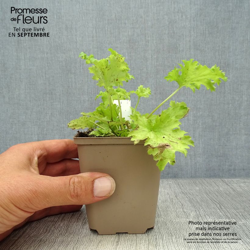 Esemplare di Heuchera Pear Crisp Vasetto da 8/9 cm come consegnato in autunno