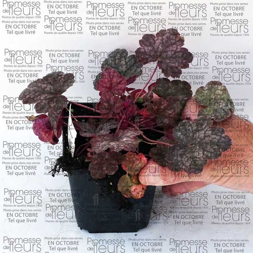 Esempio di esemplare Heuchera Pewter Moon Confezione come consegnato