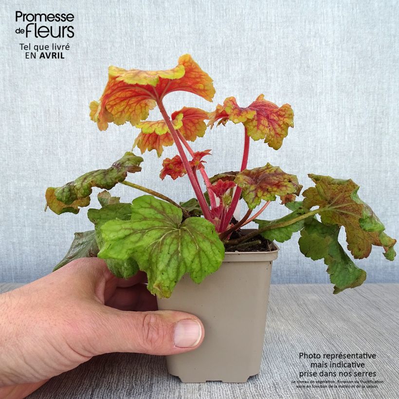 Example of Heuchera Red Lightning Vasetto da 8/9 cm as you get in printemps