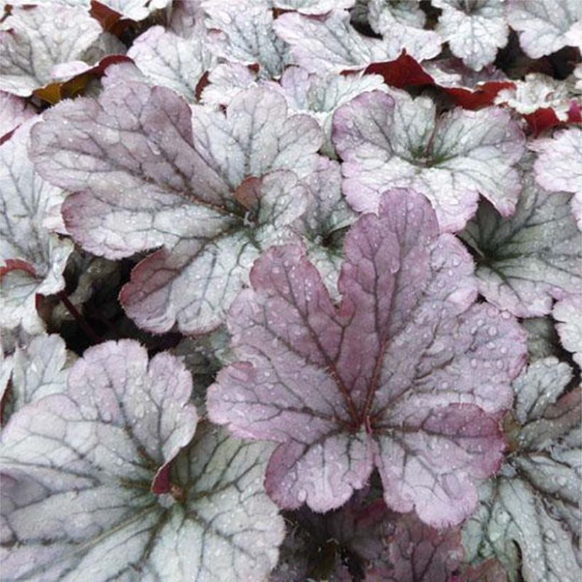 Heuchera Sloeberry (Fogliame)