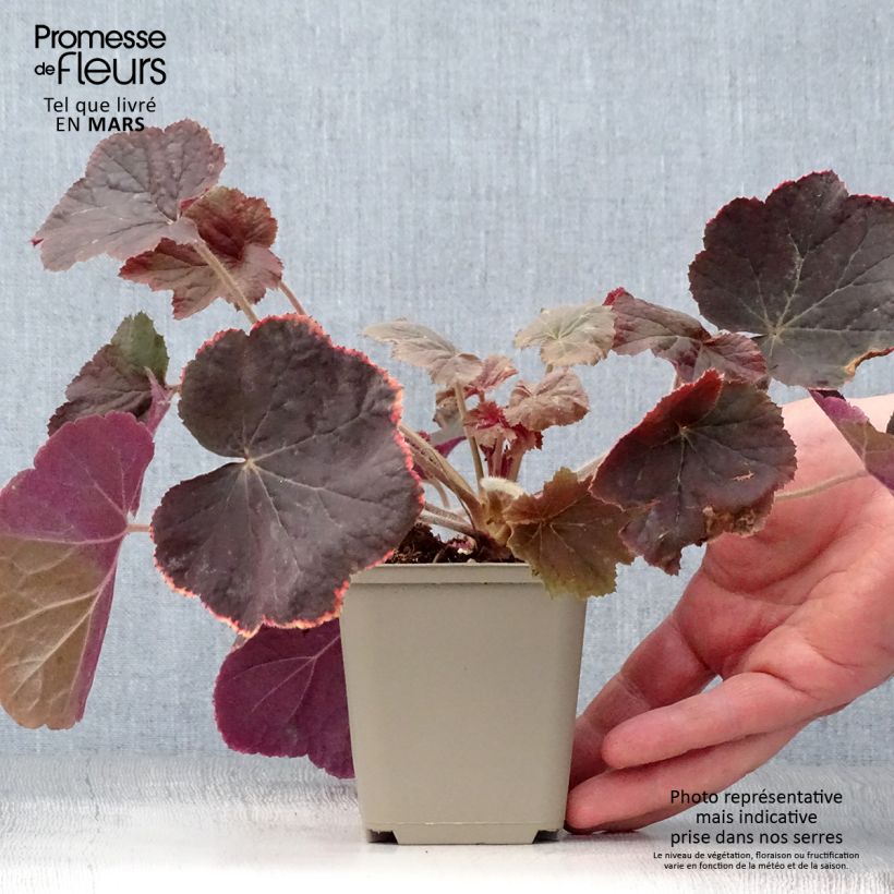 Example of Heuchera XXL Vasetto da 8/9 cm as you get in printemps