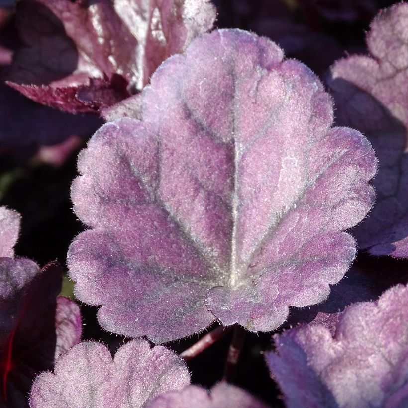 Heuchera Dolce Wildberry (Foliage)