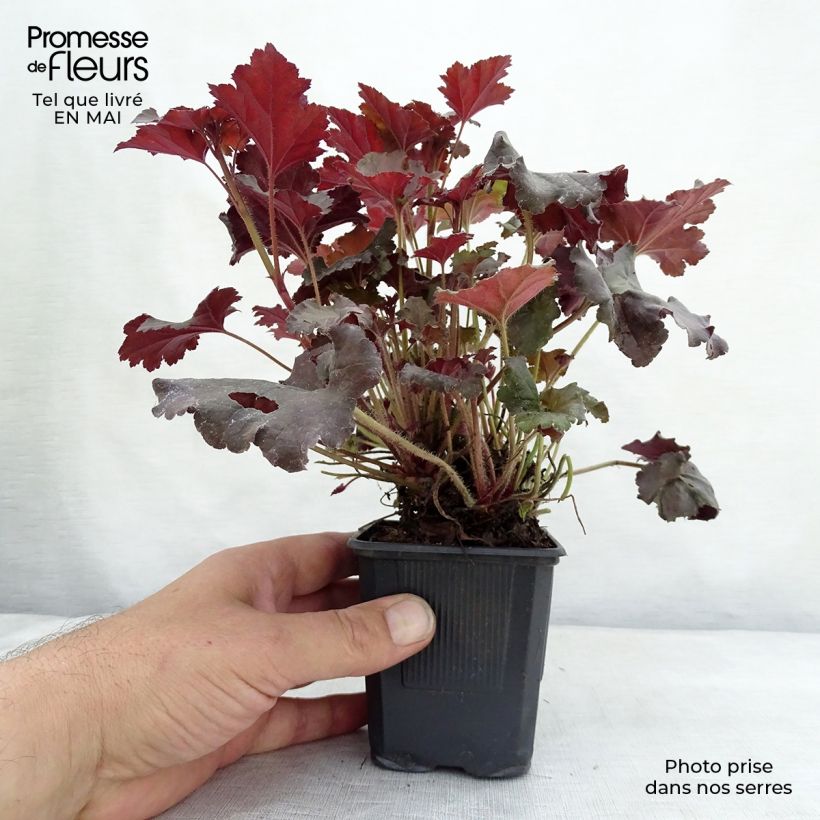 Heuchera micrantha Cappuccino Vasetto da 8/9 cm esemplare consegnato in primavera
