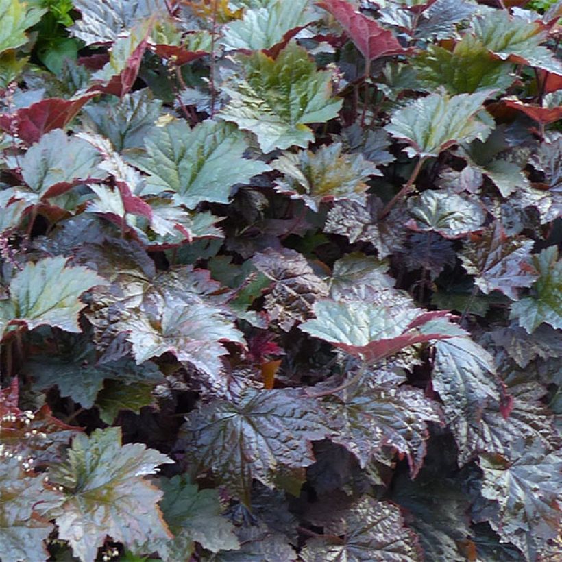 Heuchera micrantha Palace Purple (Fogliame)