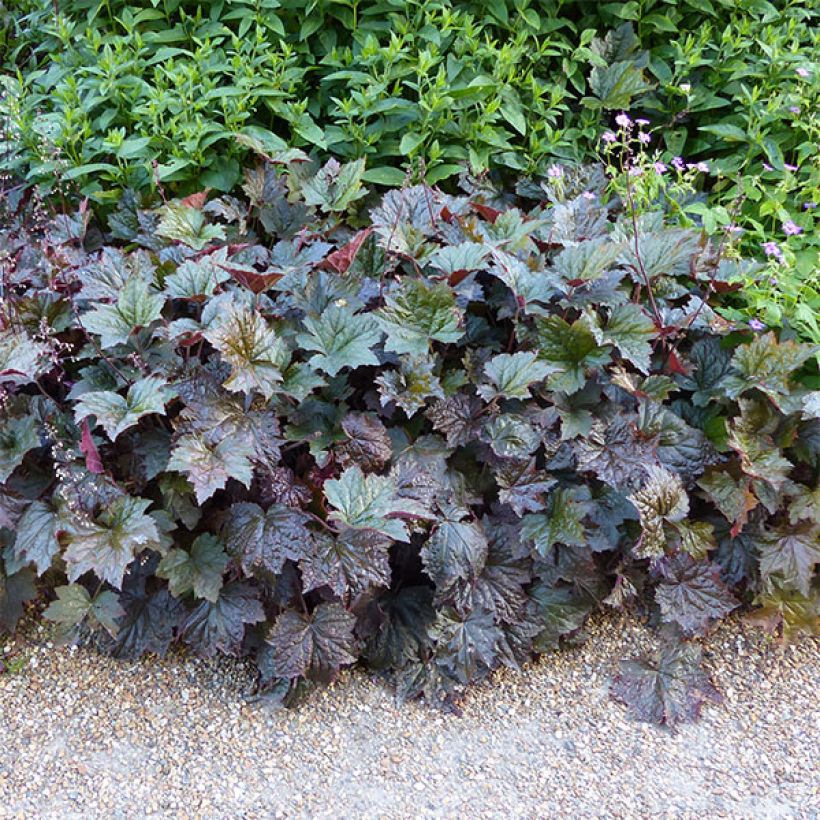 Heuchera micrantha Palace Purple (Porto)