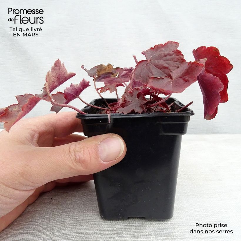Heuchera micrantha Palace Purple Vasetto da 7/8 cm esemplare consegnato in primavera