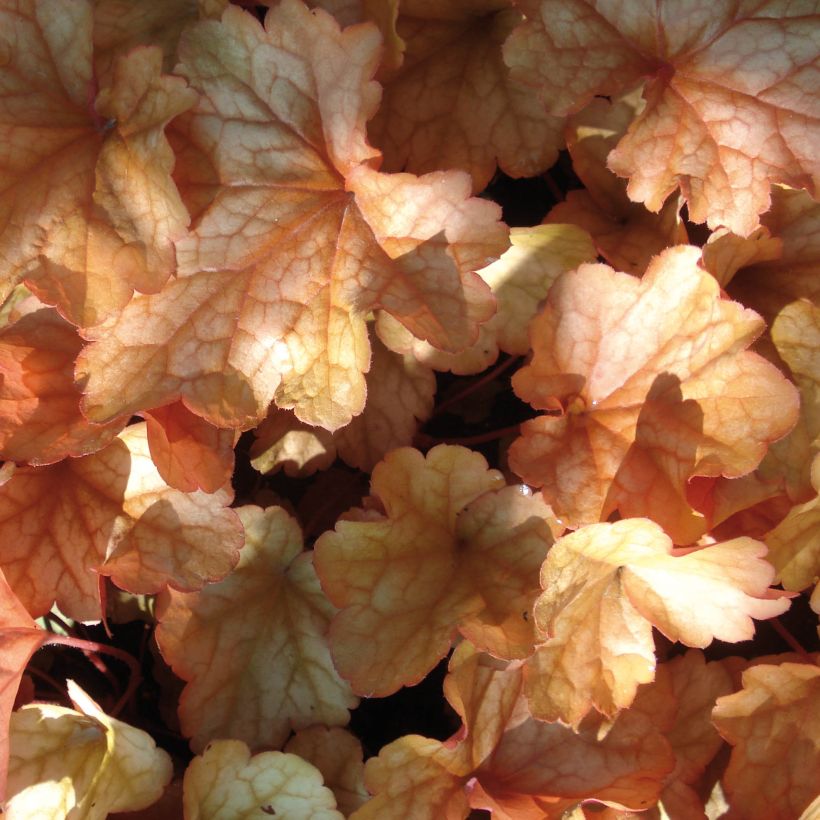 Heuchera Paprika (Fogliame)