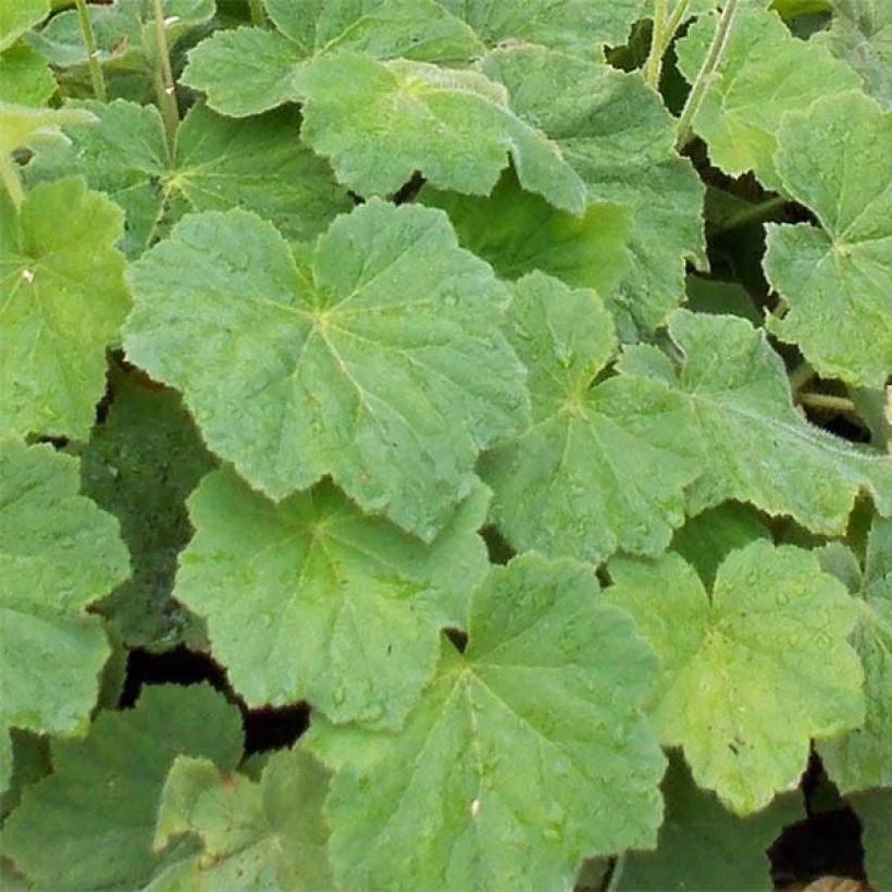 Heuchera villosa var. macrorrhiza (Foliage)